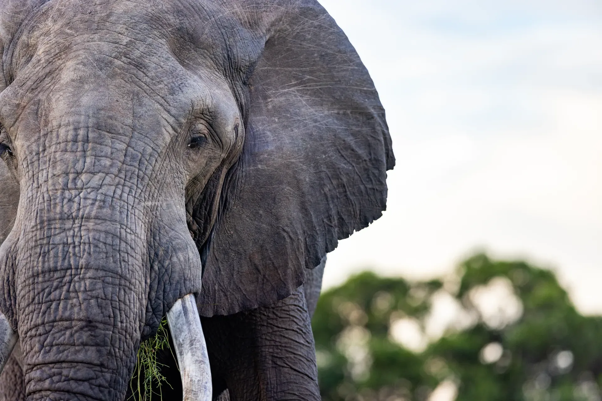 Close-up of an African elephant with its trunk extended during a marketing shoot