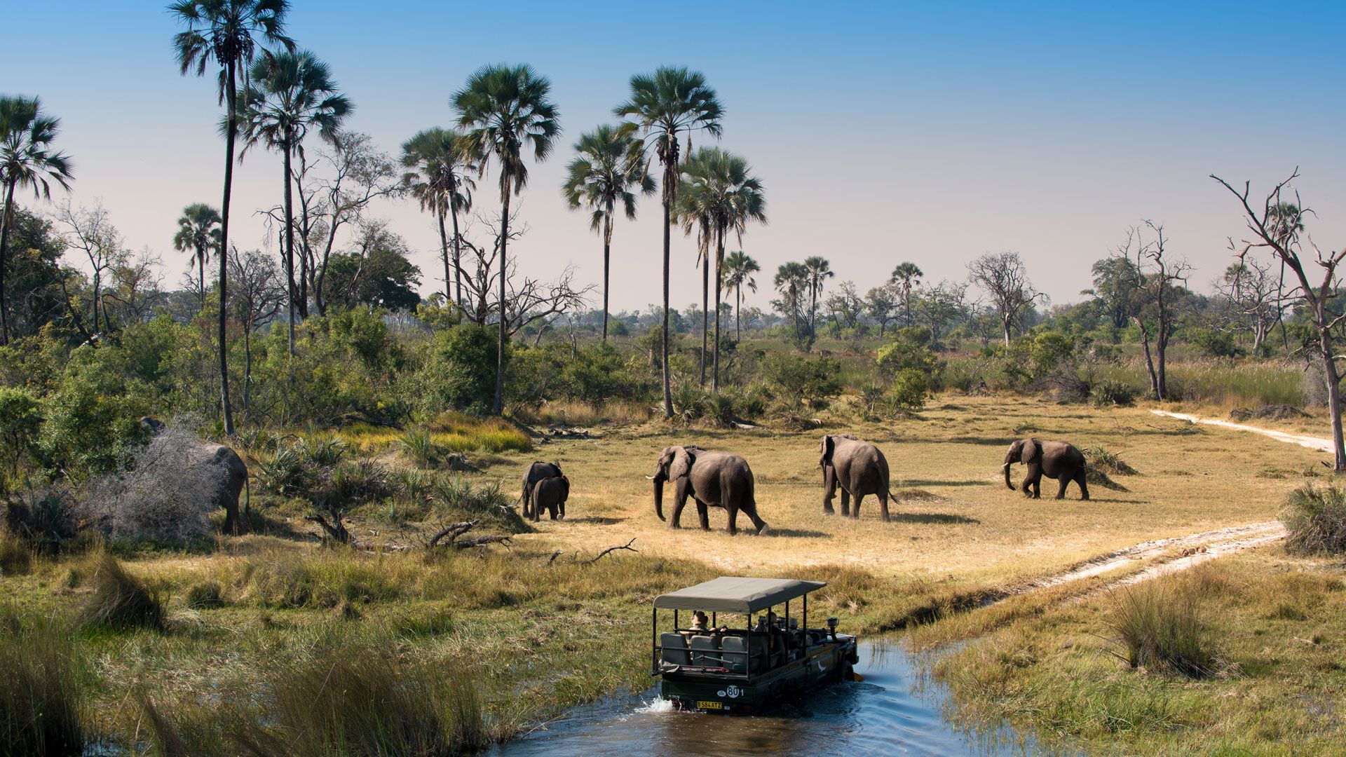Full Day Chobe Wildlife Exploration