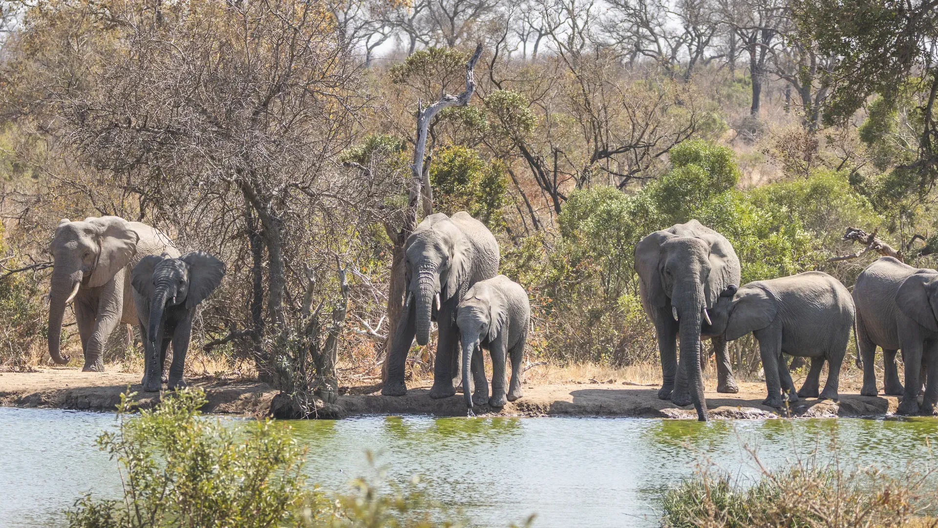 Herd of elephants, including calves, drinking at a dam in the African bush at Monwana Lodge.