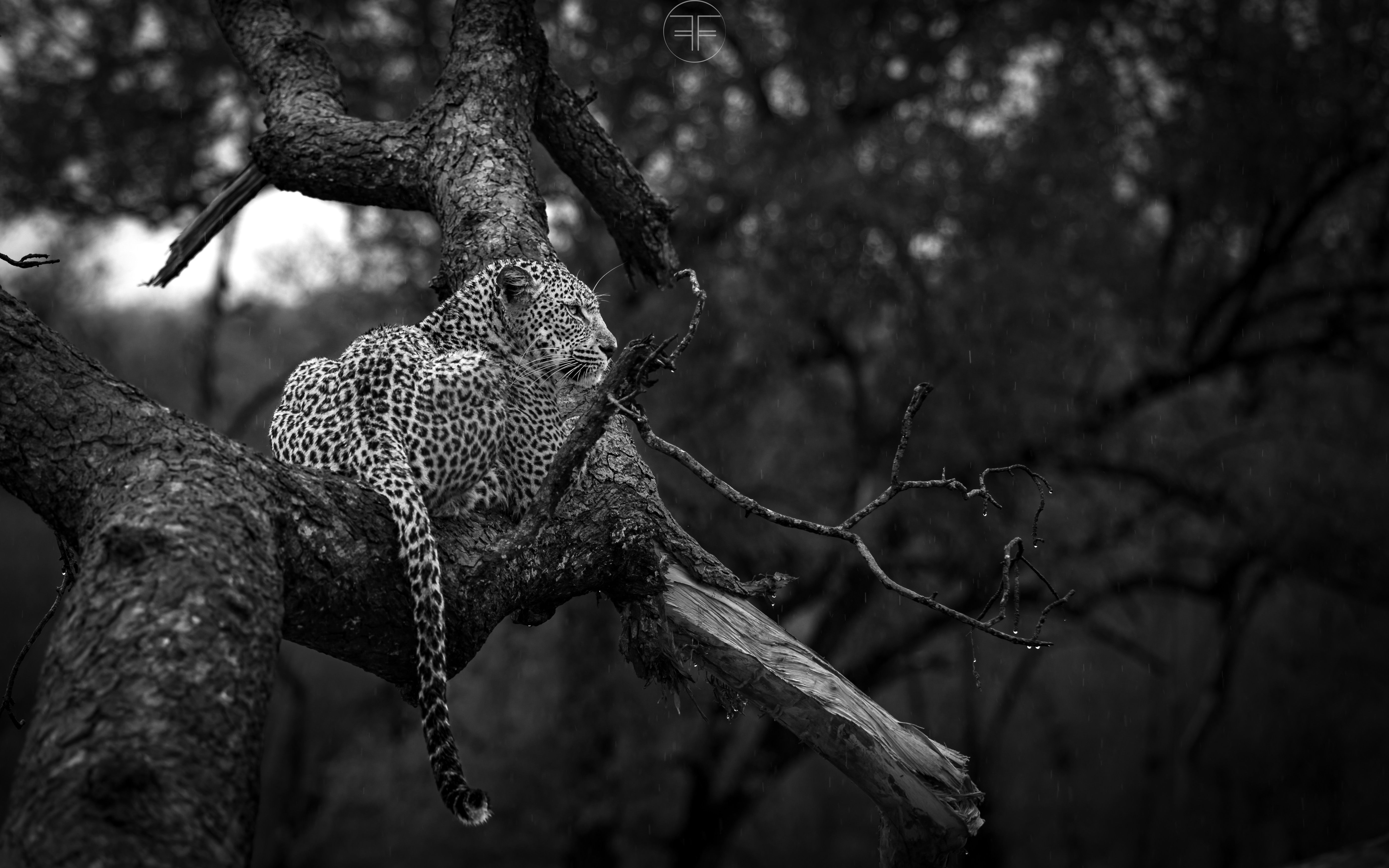 Why are leopard sightings so strong at Lion Sands Game Reserve?