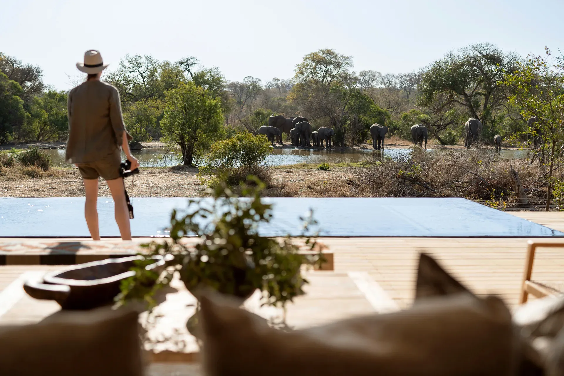 Luxurious villa with a swimming pool overlooking the African landscape where elephants roam nearby