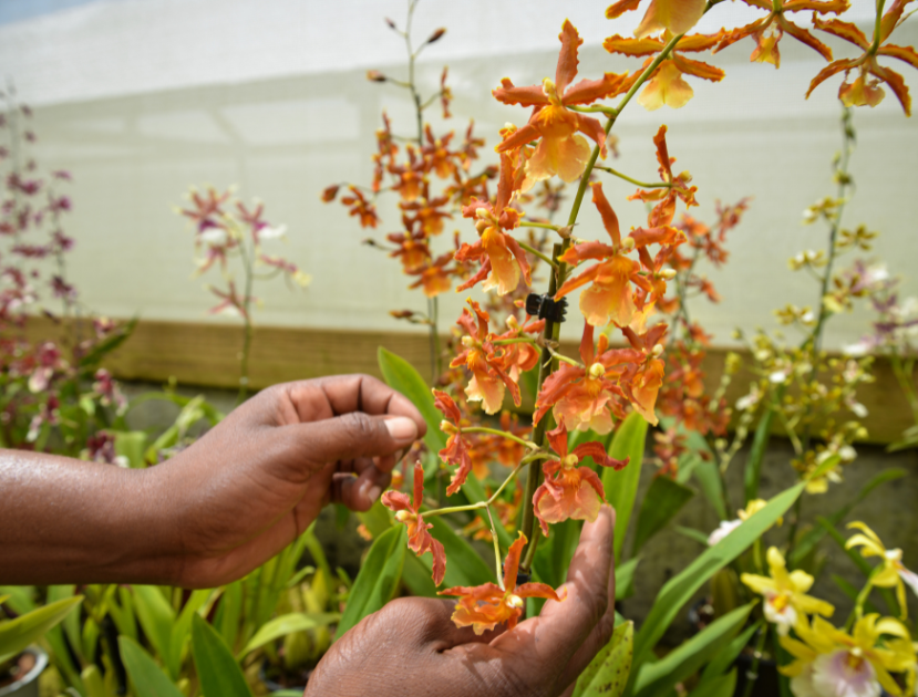 How The Allure Of Orchids Elevates Our Safari Experience