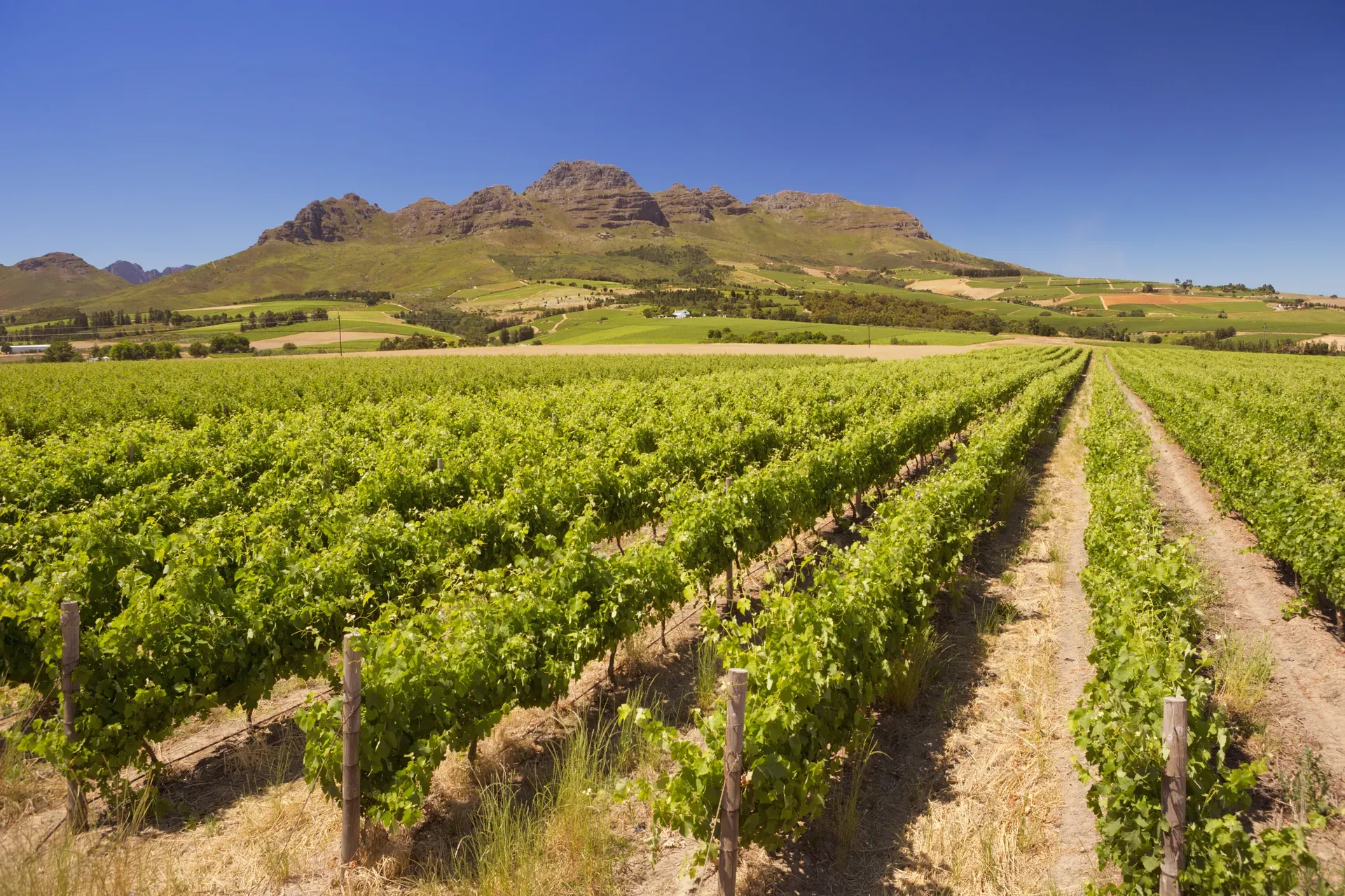 Lush rows of grapevines in a vineyard with mountains in the background in South African wine country