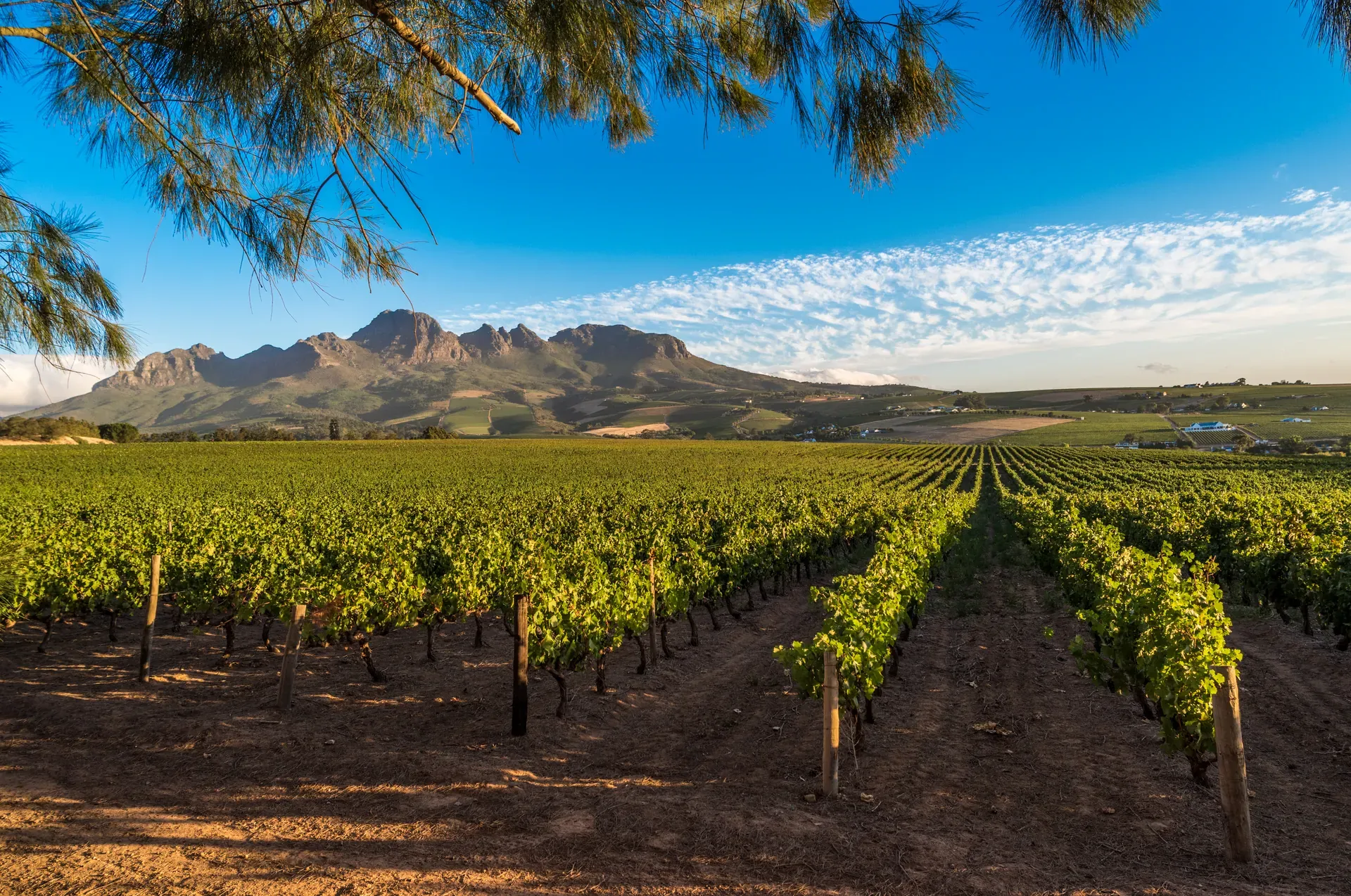 Vineyard Tastings and Chef's Table Experience
