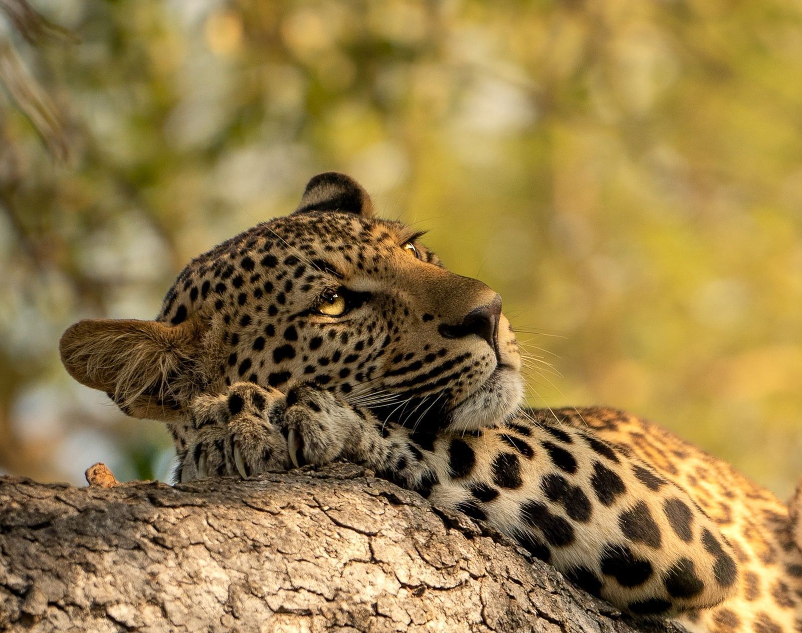 Is Monwana Game Lodge Good for a First Safari?