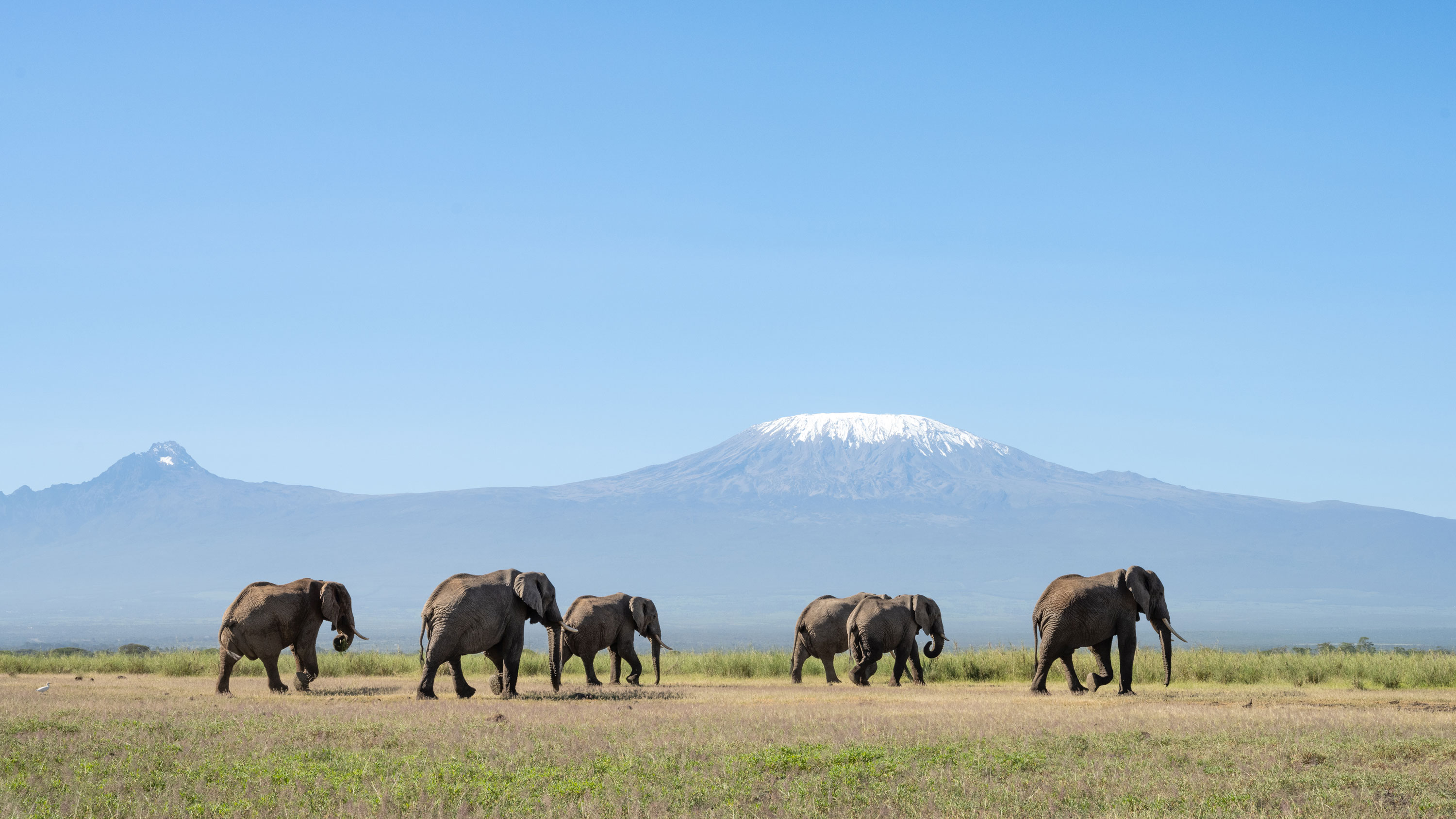 Into the Wild – Elephants Beneath Kilimanjaro