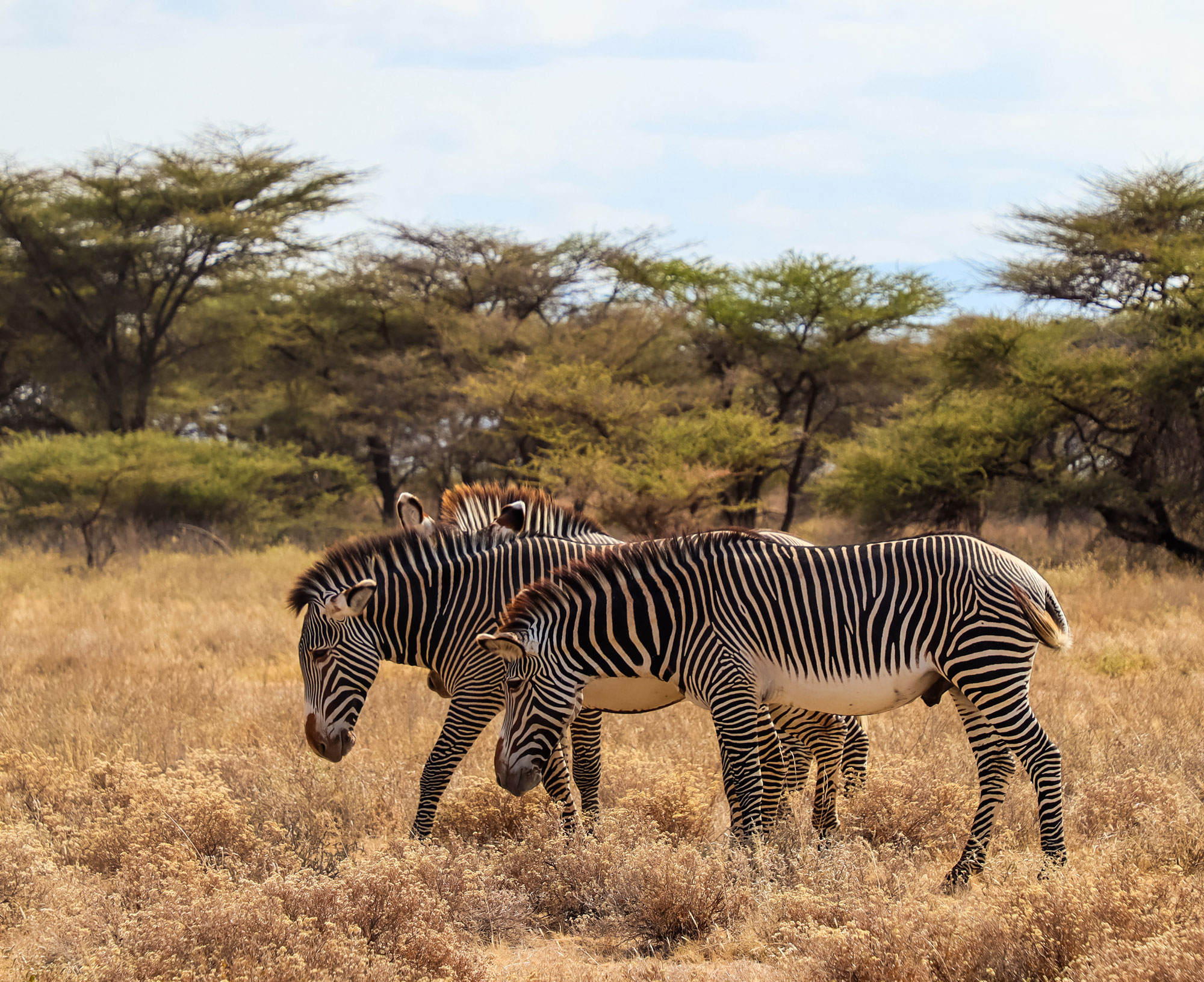 Wildlife and Open Landscapes