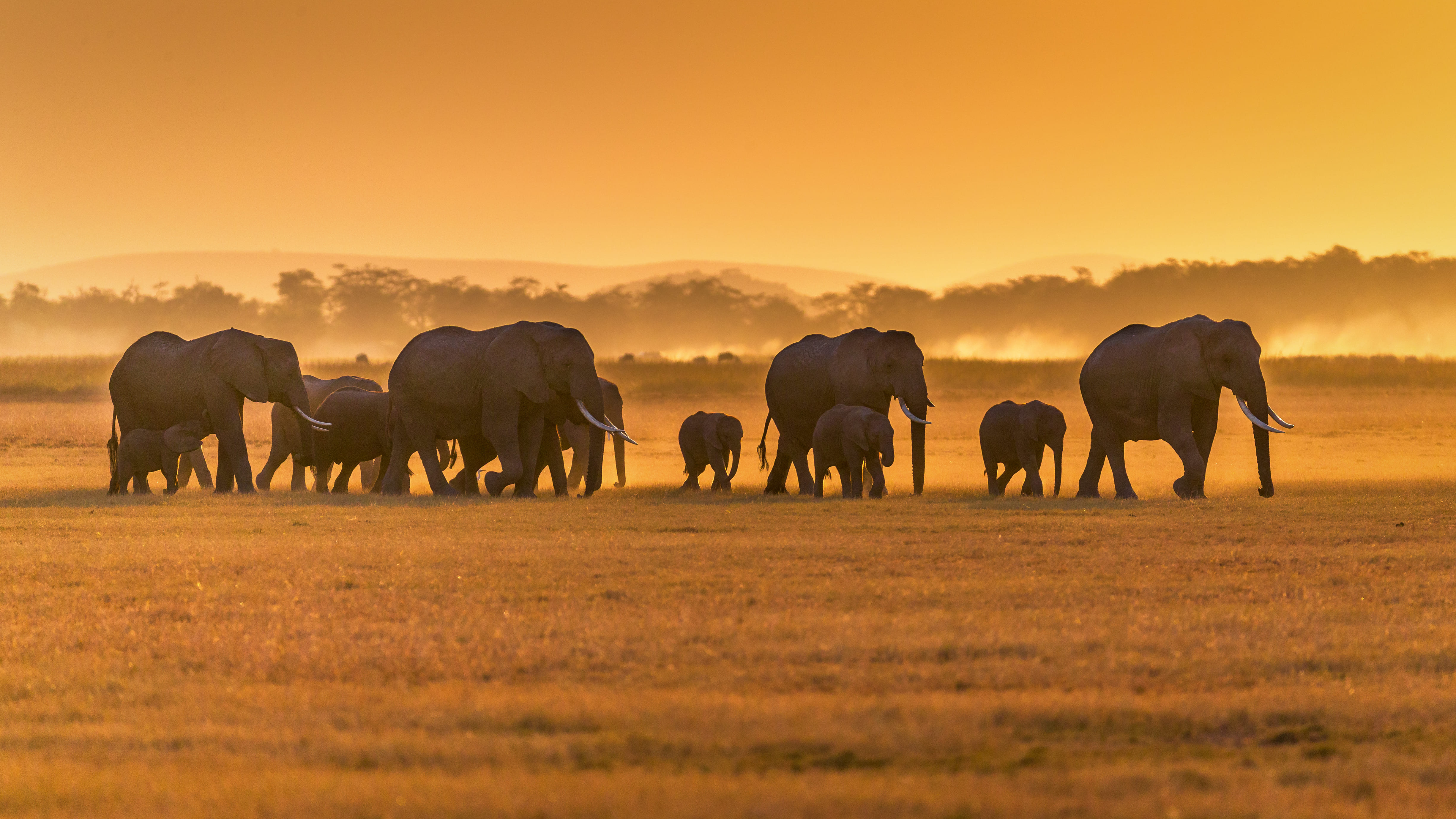 Kenya-Elephants-iStock