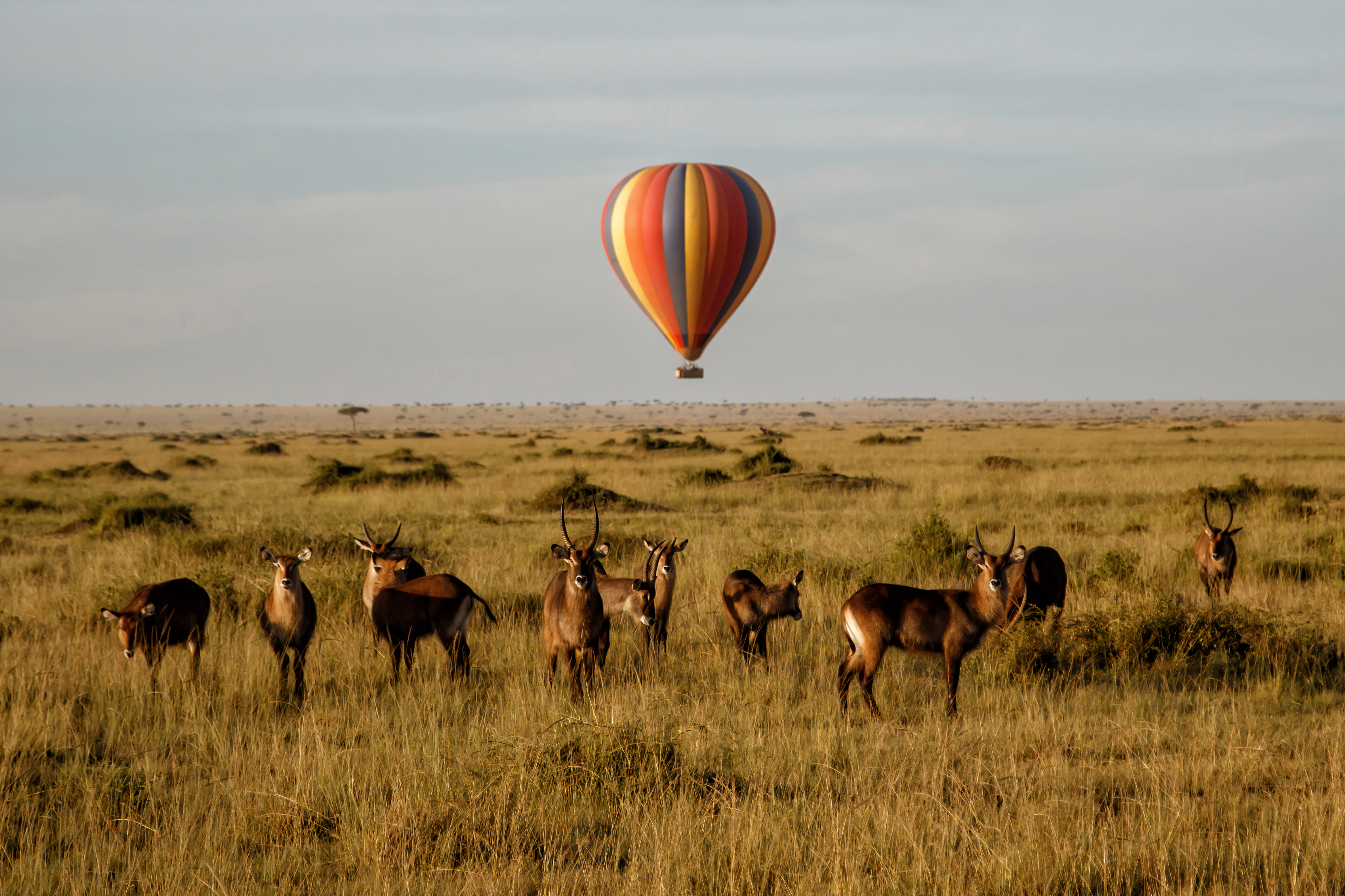 Kenya - HotAir Balloon - iStock