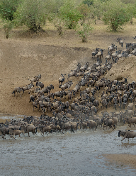 mara crossing river