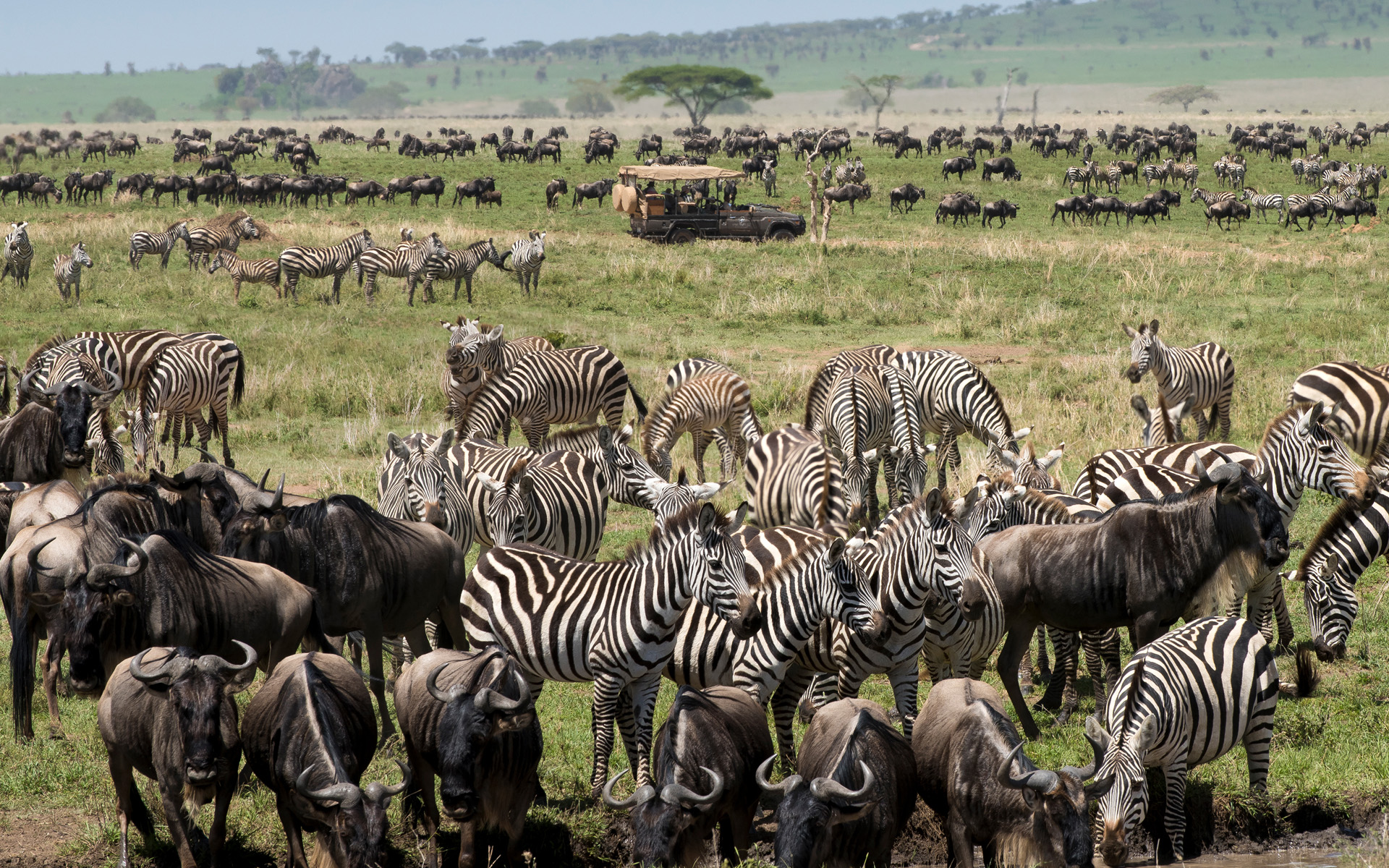 Full Day on Safari