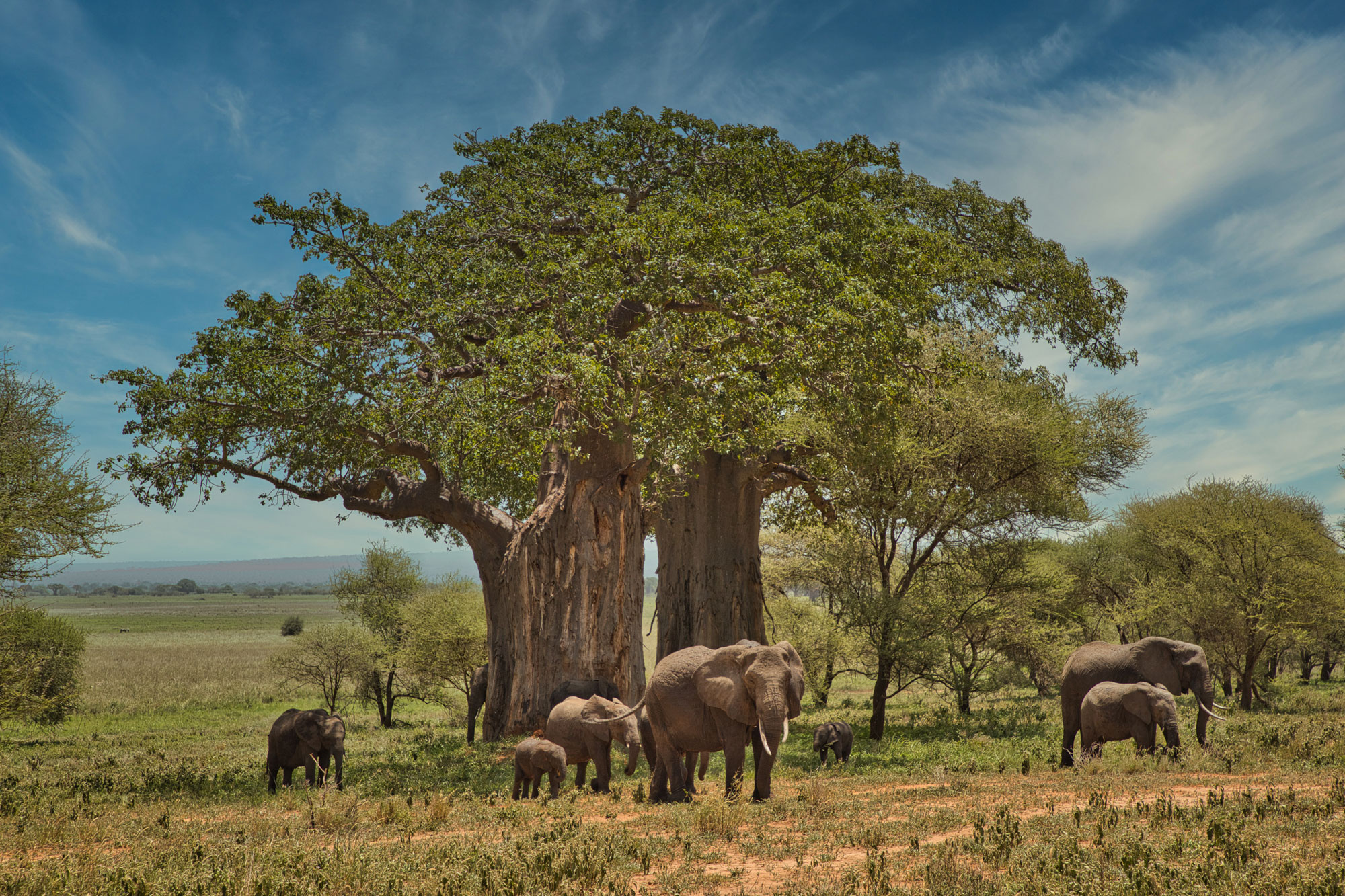 Slow Safari and Open Space