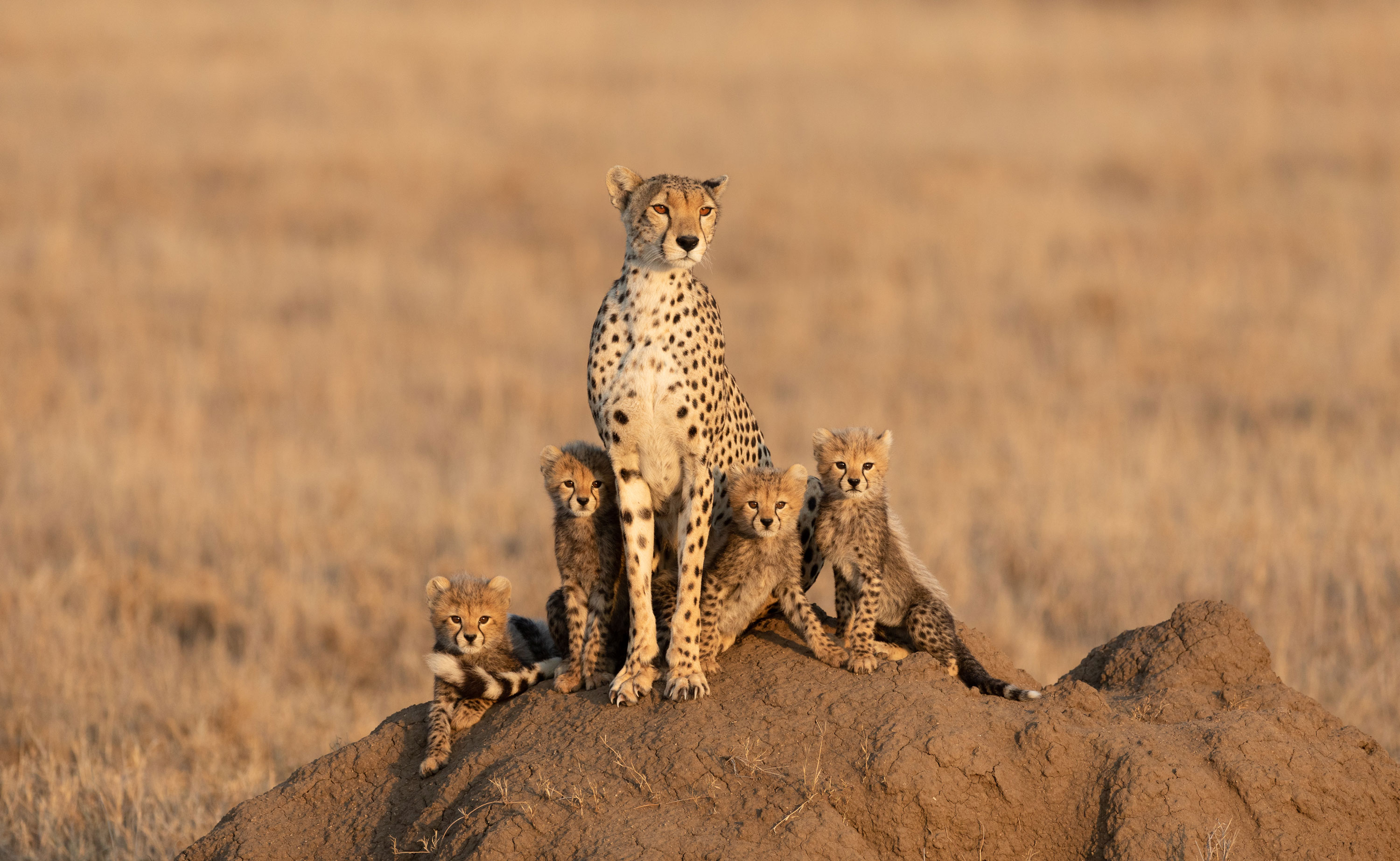 A Final Day on Safari
