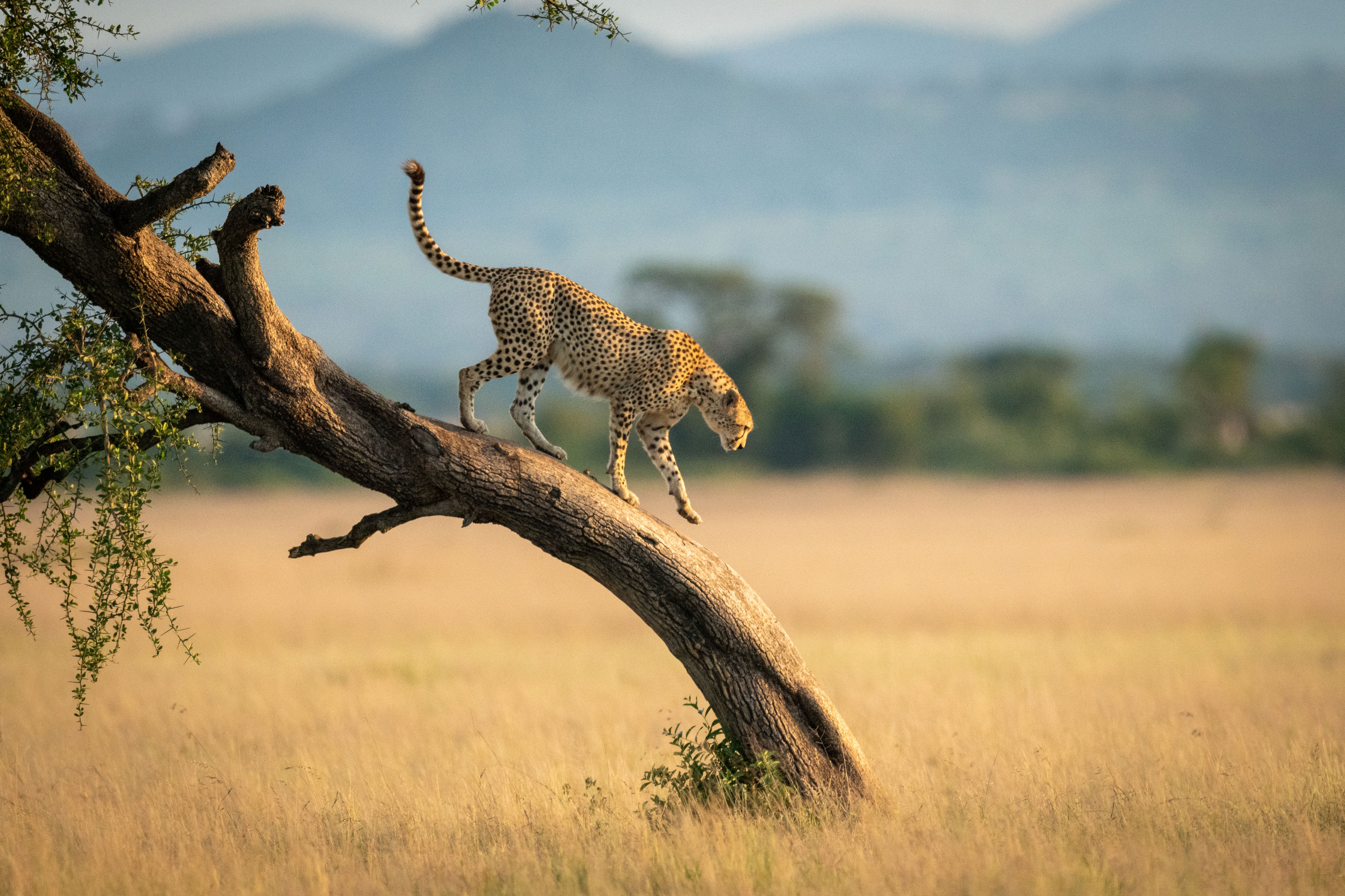 Tanzania-cheetah-standing-tree-trunk