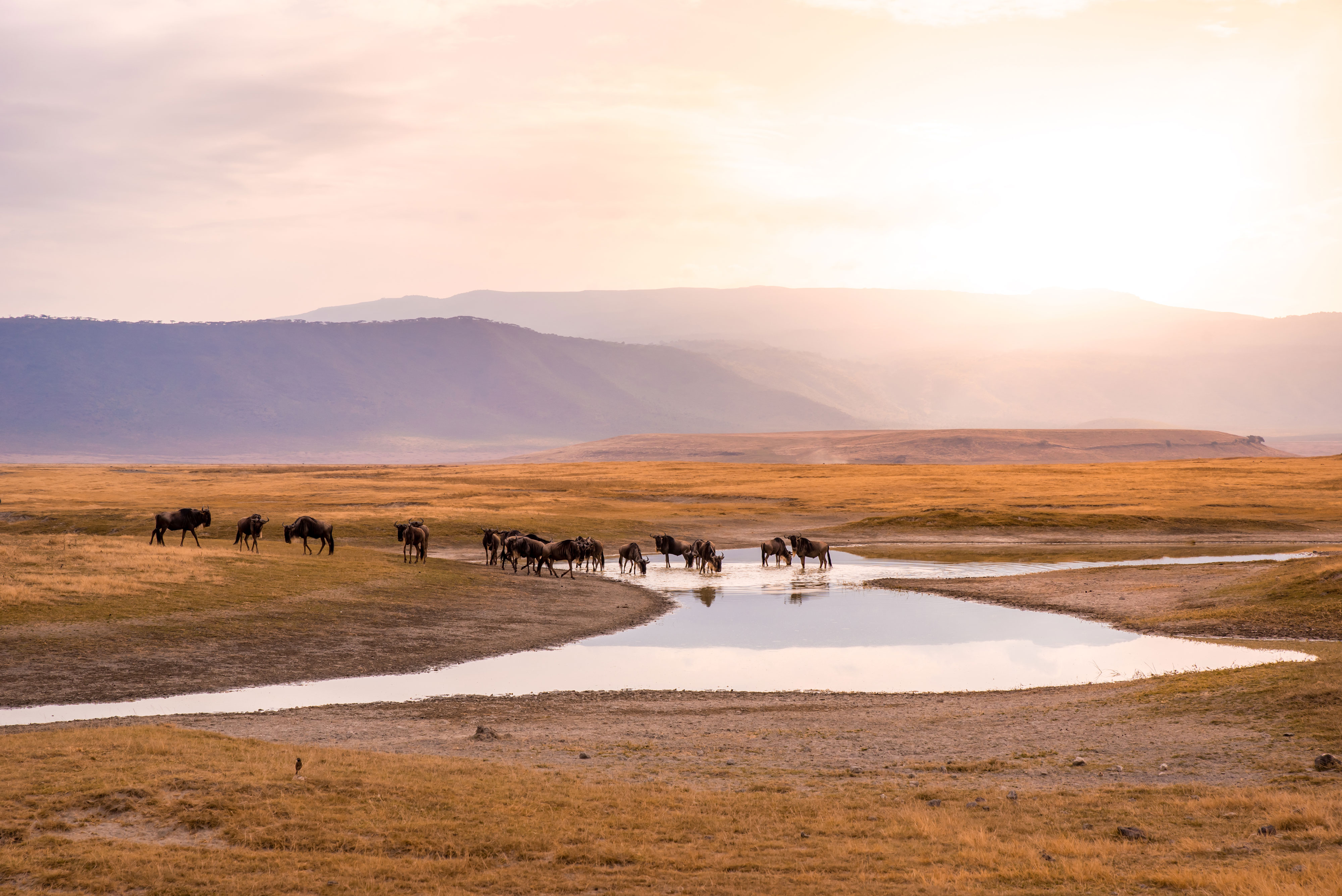 Tanzania-Gnus-and-wildebeests-in-the-Ngorongoro-crater-National-Park-iStock