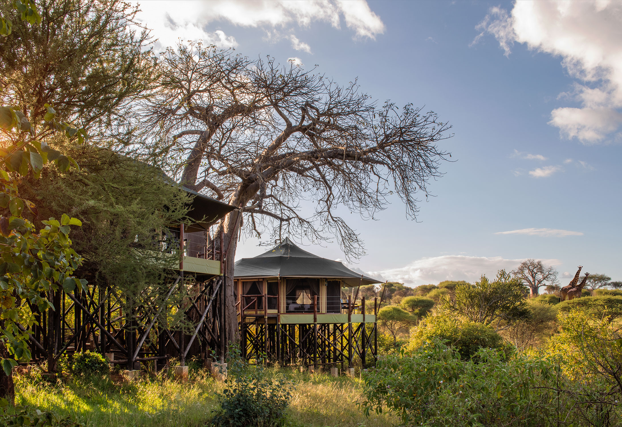 Tarangire Treetops