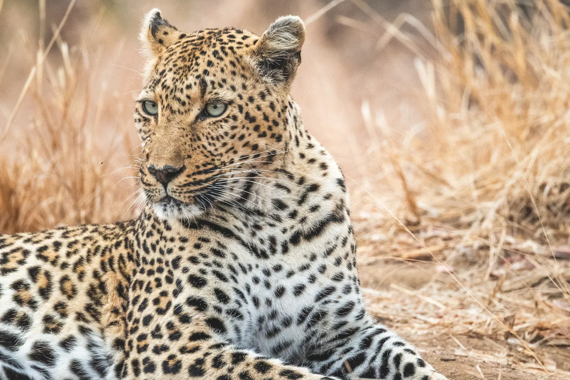 Leopard in the African bush at Monwana Lodge.