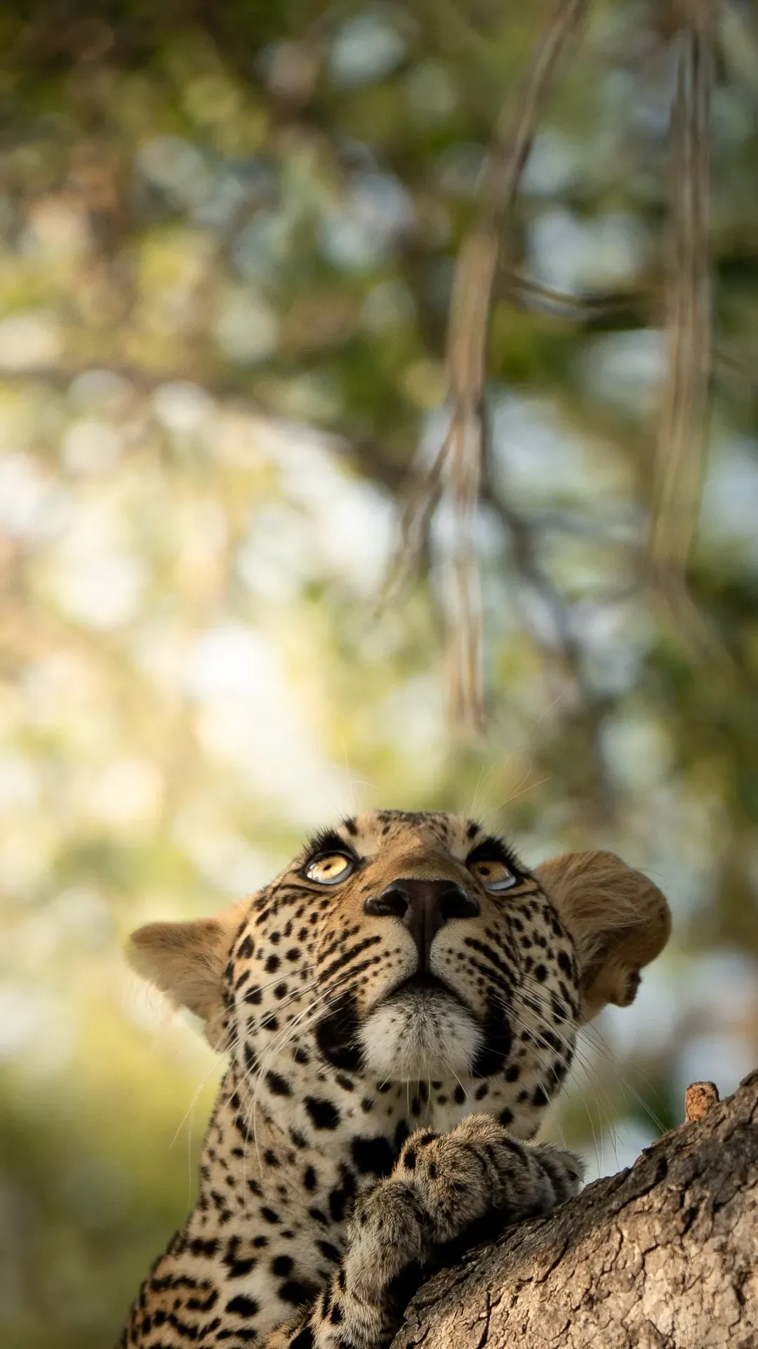 Leopard lying down and gazing in the wilderness at Monwana Reserve