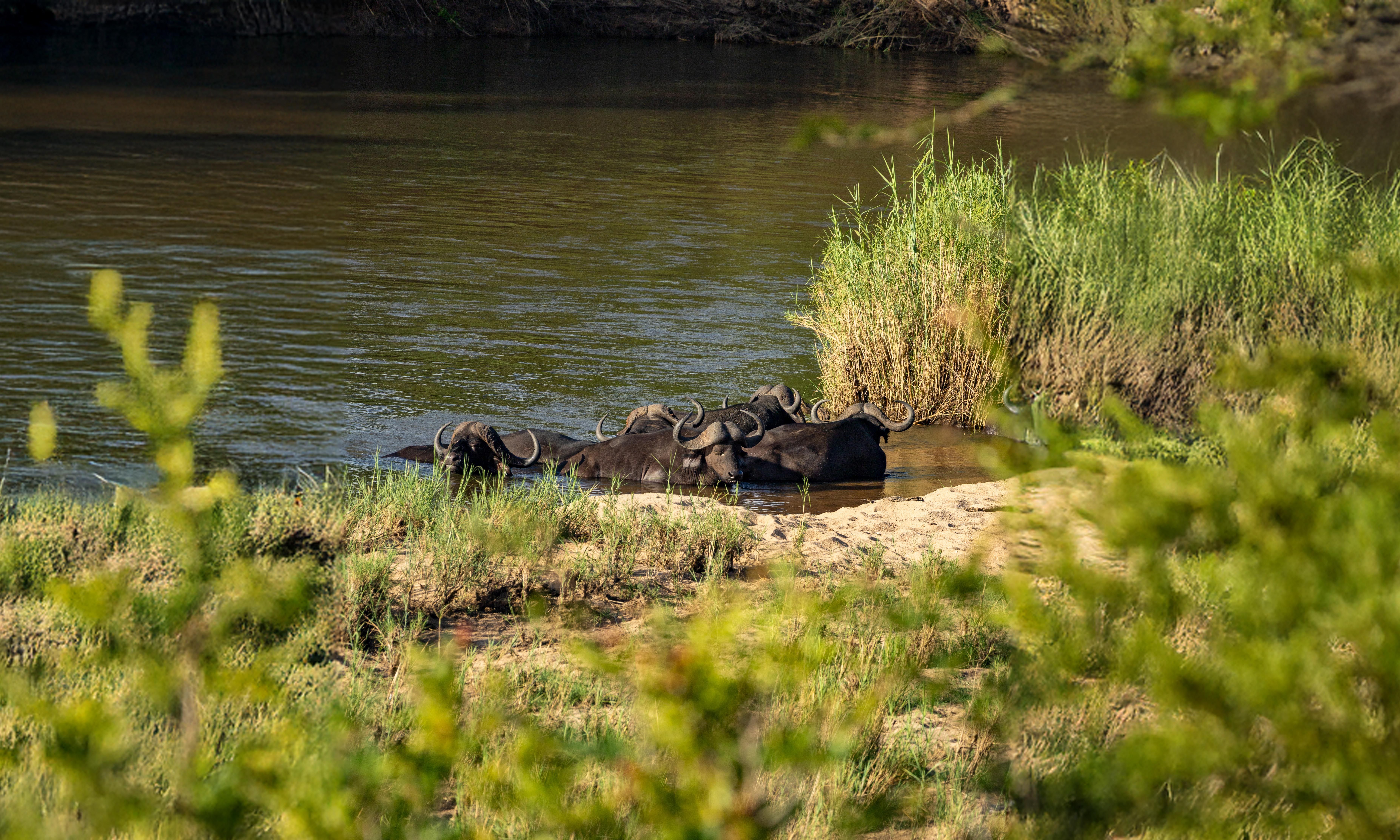 Wildlife