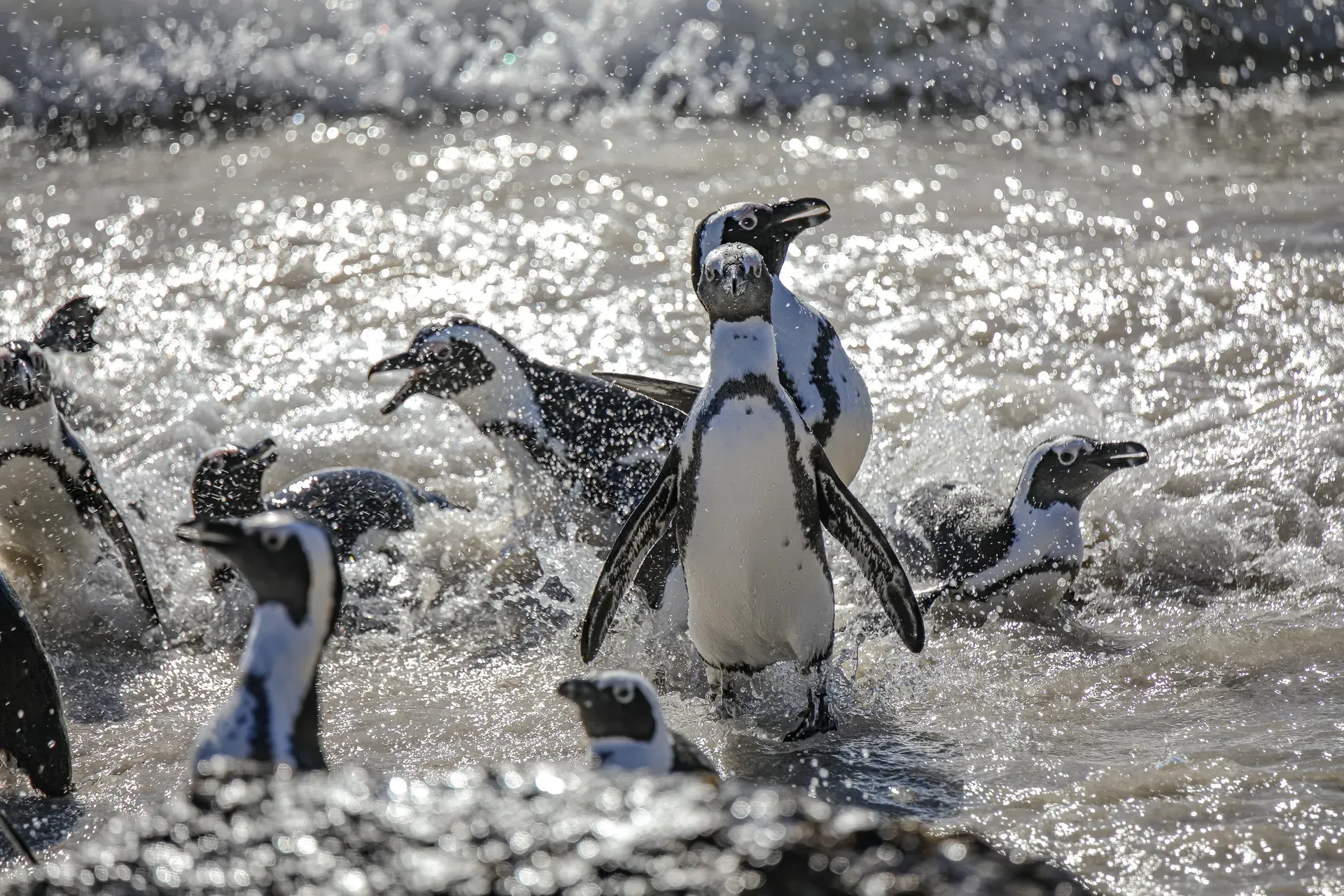 Cape Point, Boulders Beach and Peninsula Adventure