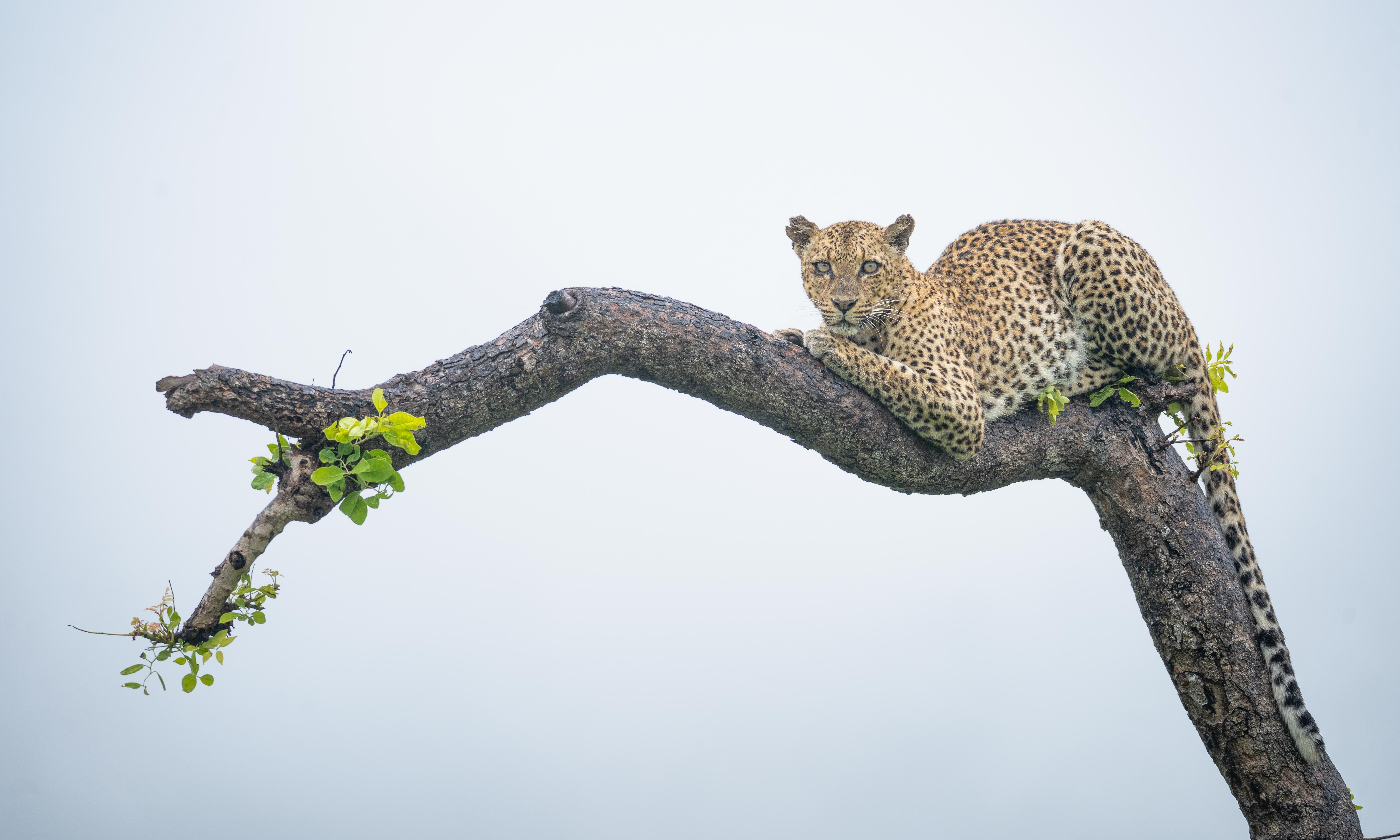Wildlife