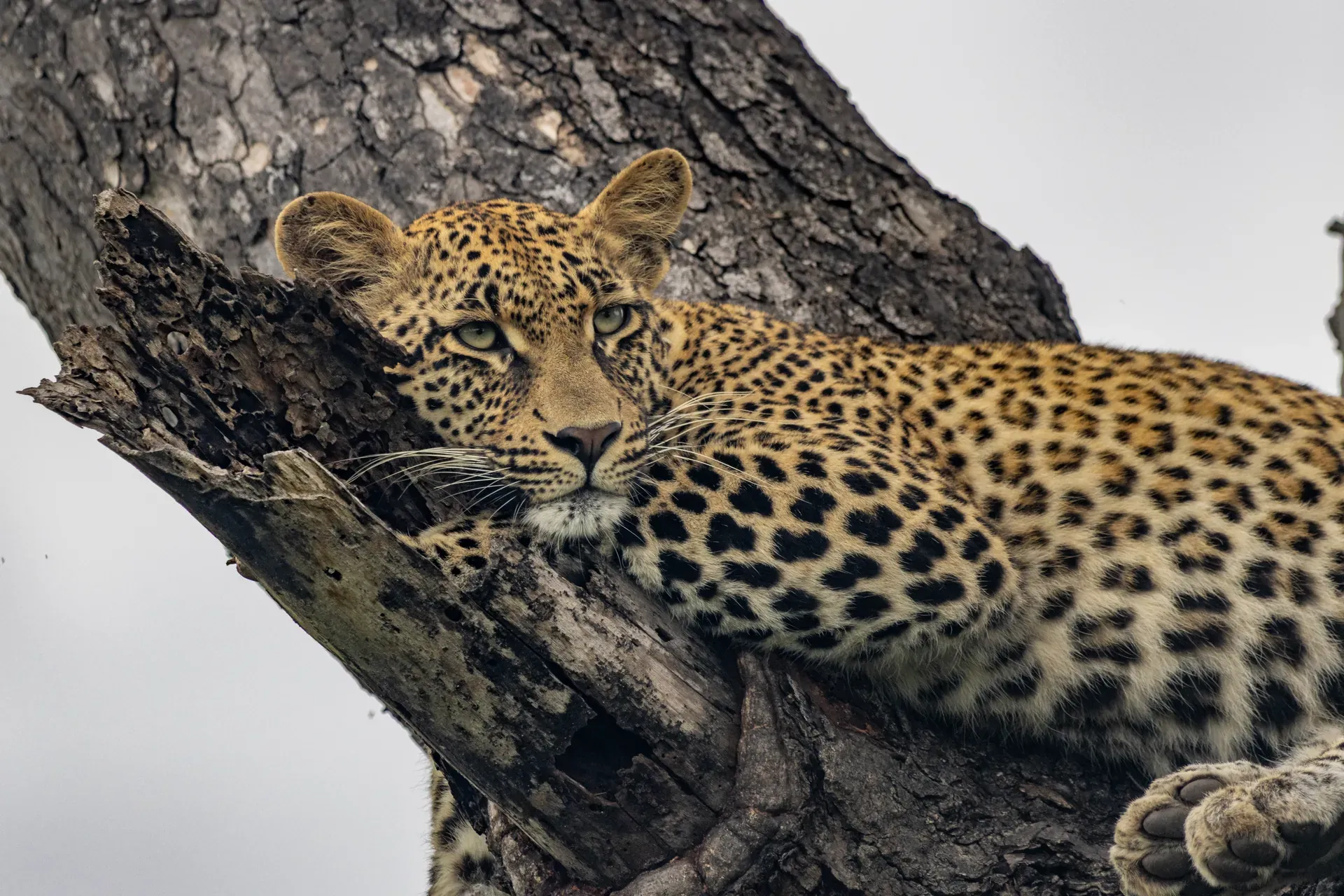 Is Lion Sands Game Reserve Worth It? What to Know Before You Book