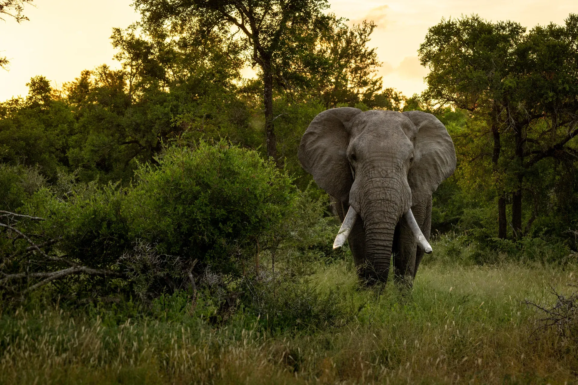 Wildlife
