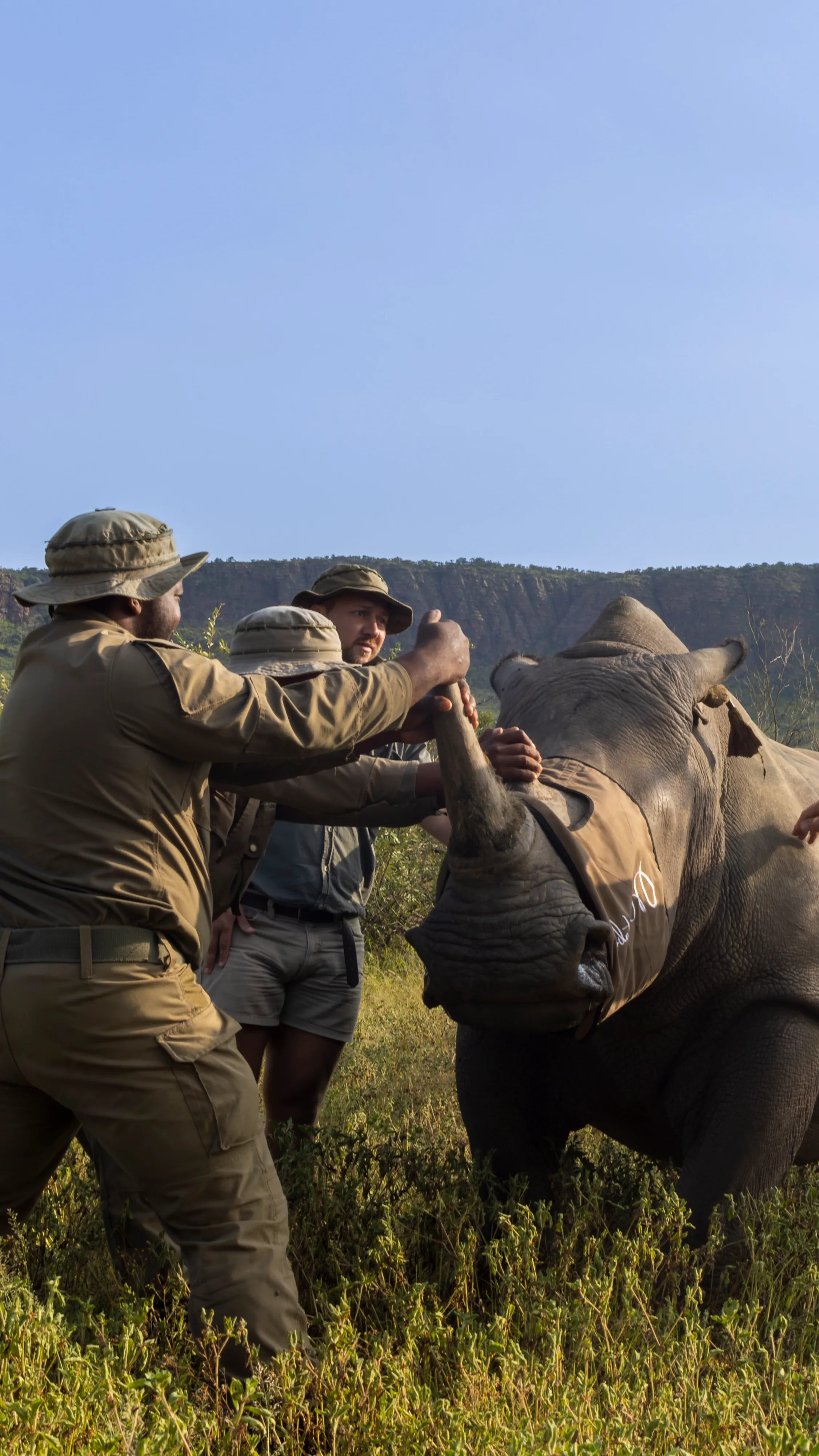 Rhino impact