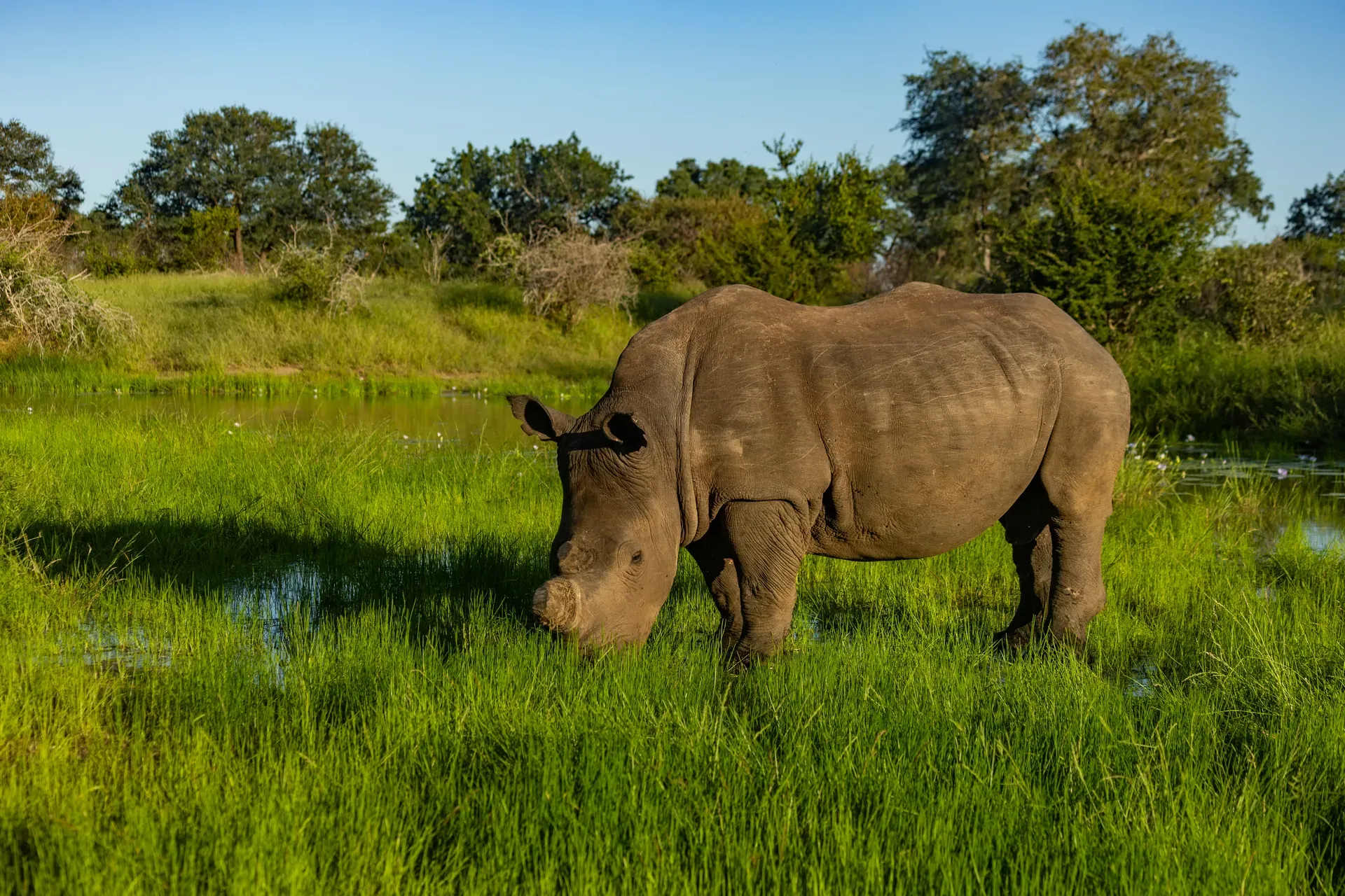 Wildlife